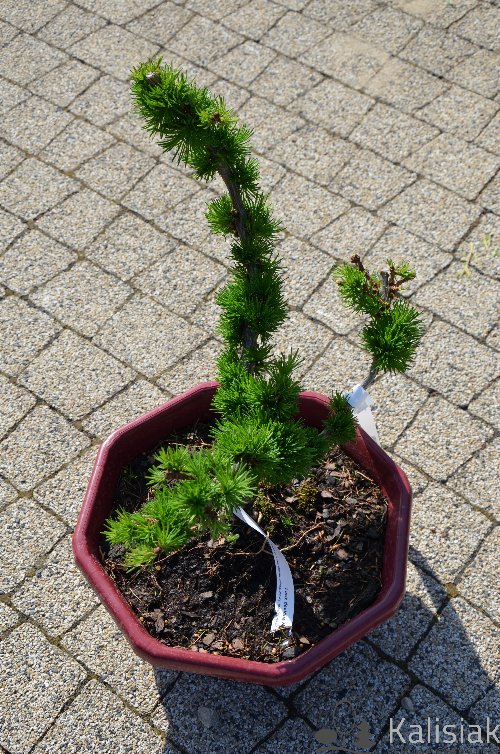 Larix decidua Krejci Модрина європейська - Larix decidua Krejci
