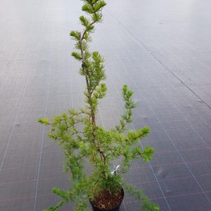 Модрина японська - Larix kaempferi Diana
