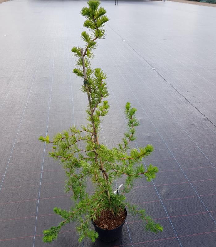 Larix kaempferi Diana Модрина японська - Larix kaempferi Diana
