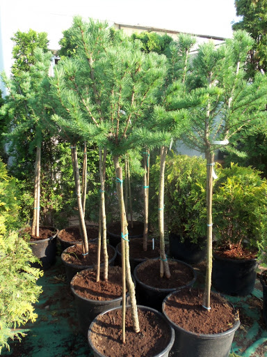 Larix20kaempferi20Blue20Boll.jpg