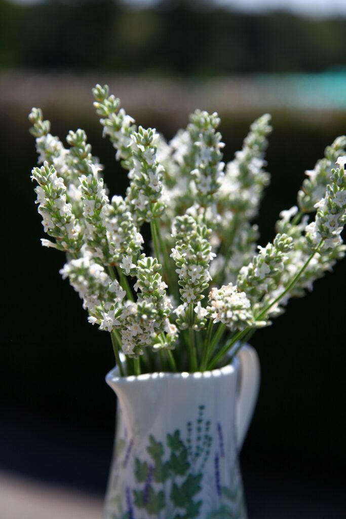 Lavandula intermedia Exeptional Лаванда середня - Lavandula intermedia Exeptional