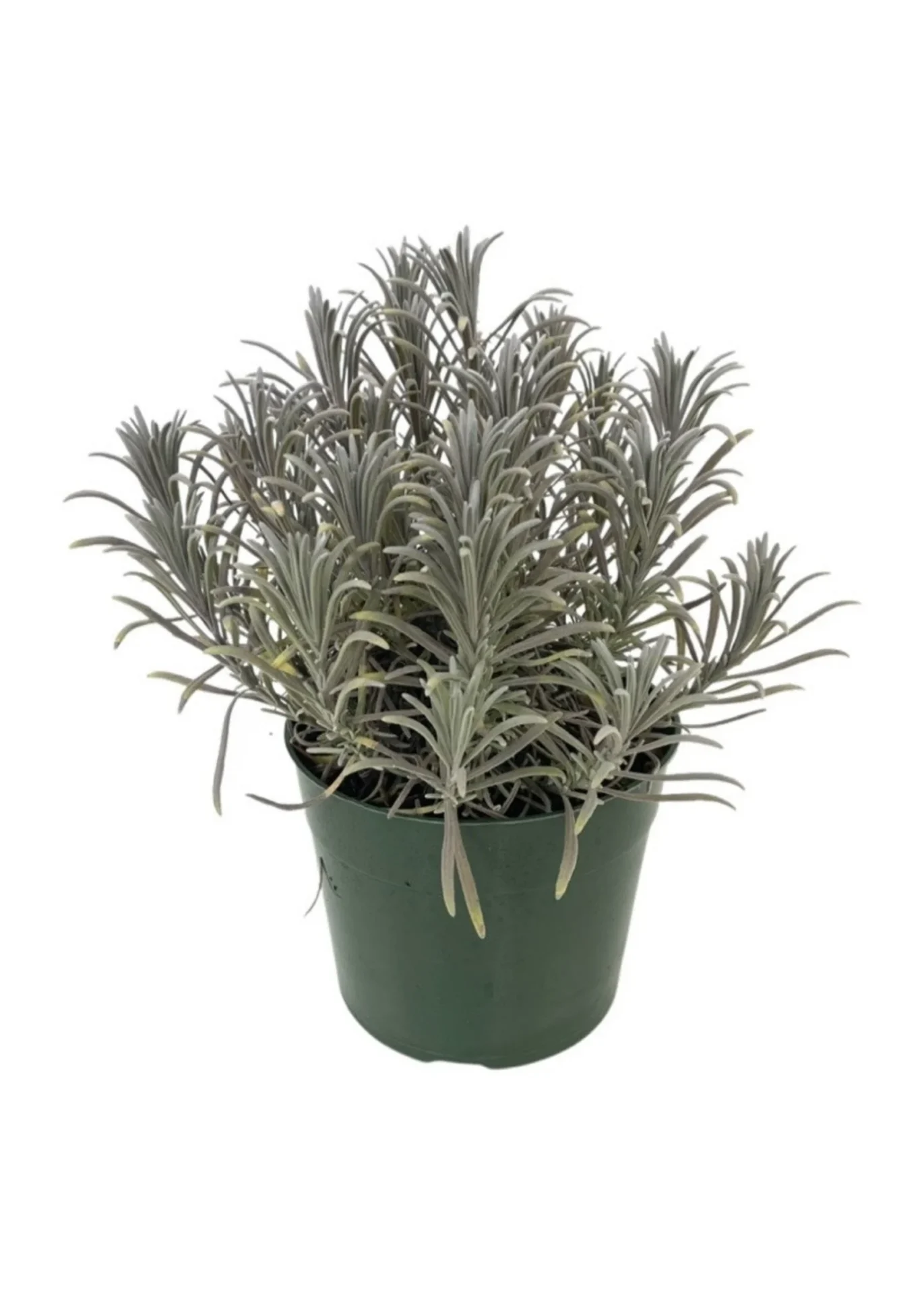 Lavandula intermedia Phenomenal 2 Лаванда середня - Lavandula intermedia Phenomenal