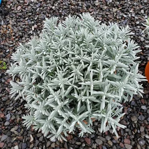 Лаванда середня - Lavandula intermedia Sensation