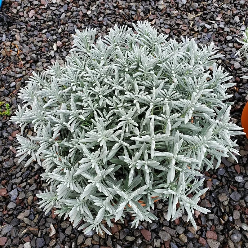 Lavandula intermedia Sensation Лаванда середня - Lavandula intermedia Sensation