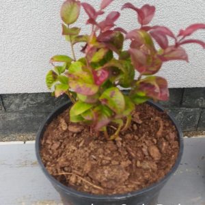 Leucothoe Curly Red
