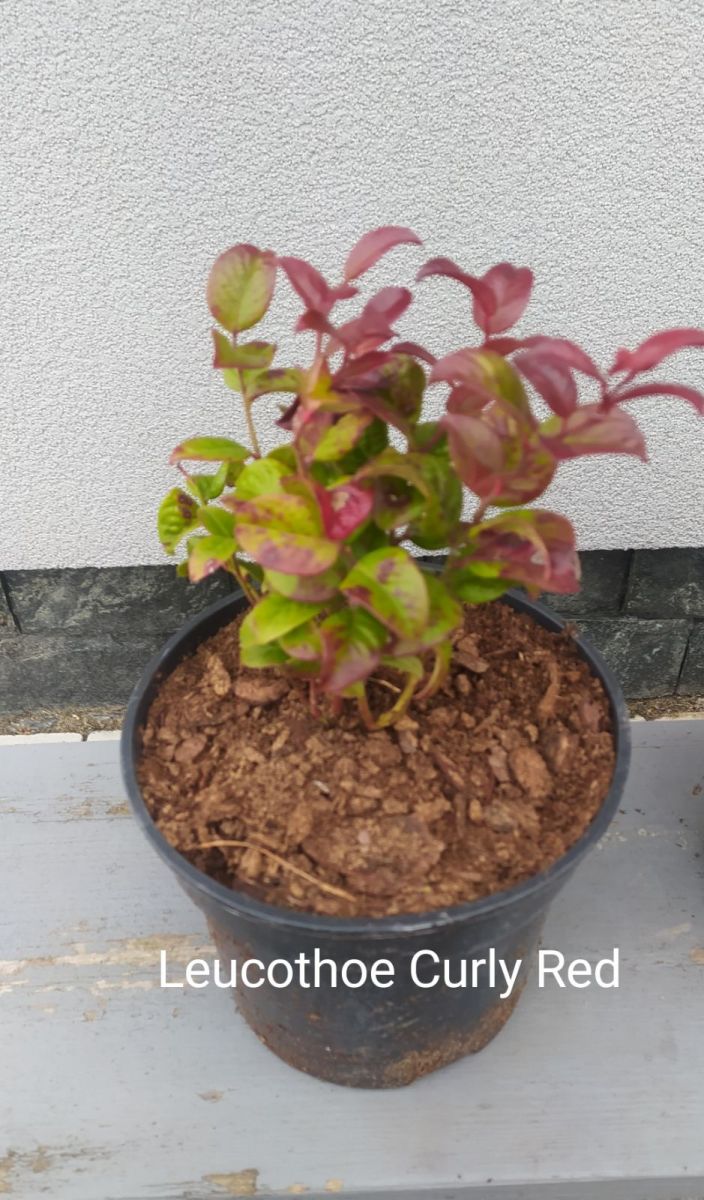 Leucothoe Curly Red Leucothoe Curly Red
