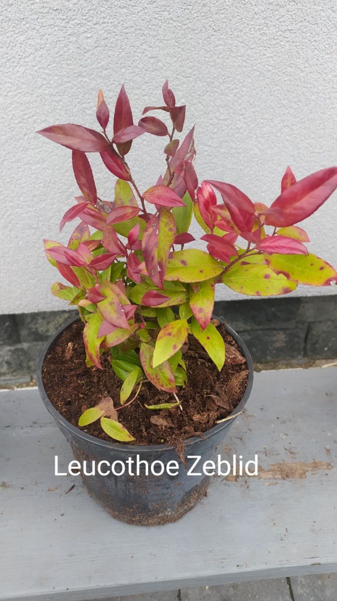 Leucothoe Zeblid
