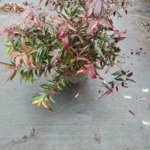 Leucothoe Zebonard c5