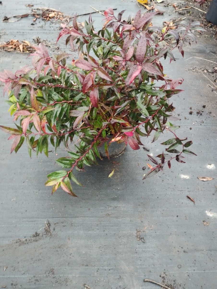 Leucothoe Zebonard Leucothoe Zebonard c5