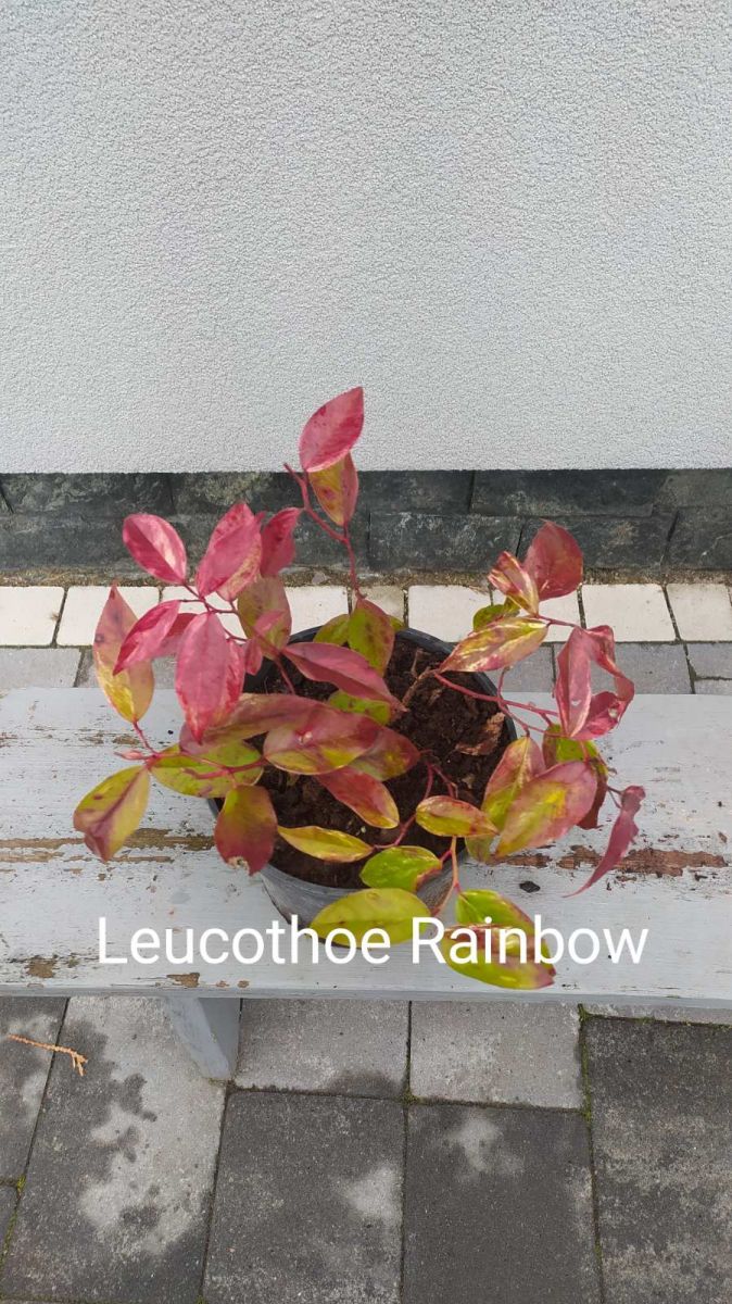Леукотое – Leucothoe Rainbow