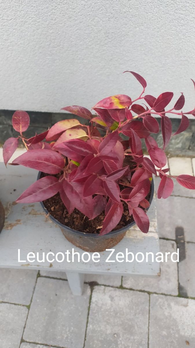 Леукотое – Leucothoe Zebonard
