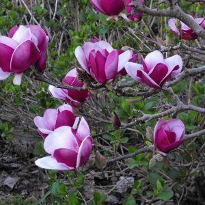 Магнолія - Magnolia Cameo