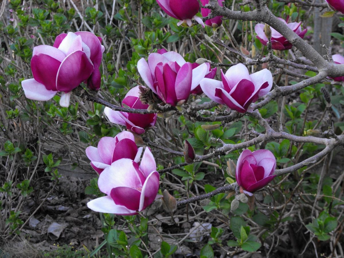 Magnolia Cameo 2 Магнолія - Magnolia Cameo