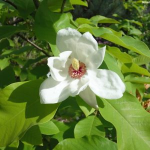Магнолія - Magnolia Charles Coates