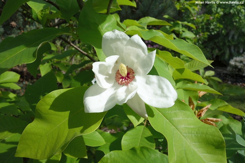 Magnolia Charles Coates Магнолія - Magnolia Charles Coates