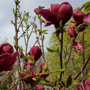 Магнолія - Magnolia Genie