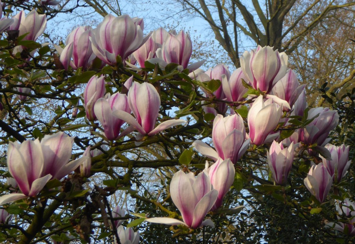 Magnolia Purpurascens Магнолія - Magnolia Purpurascens