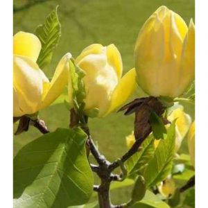 Магнолія - Magnolia Yellow Lantern