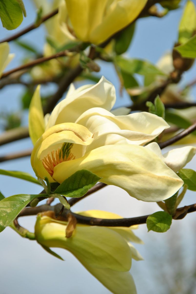 Magnolia Yellow Lantern Магнолія - Magnolia Yellow Lantern