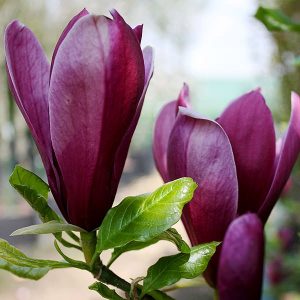 Магнолія - Magnolia liliflora Nigra