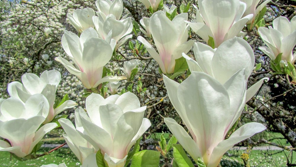 Magnolia soulangeana Alba Superba Магнолія - Magnolia soulangeana Alba Superba