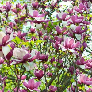 Магнолія - Magnolia soulangeana Lennei