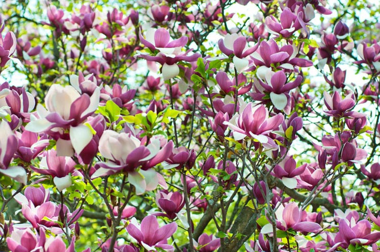 Magnolia soulangeana Lennei Магнолія - Magnolia soulangeana Lennei