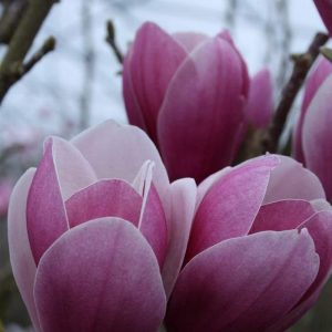Магнолія - Magnolia Soulangeana Satisfaction