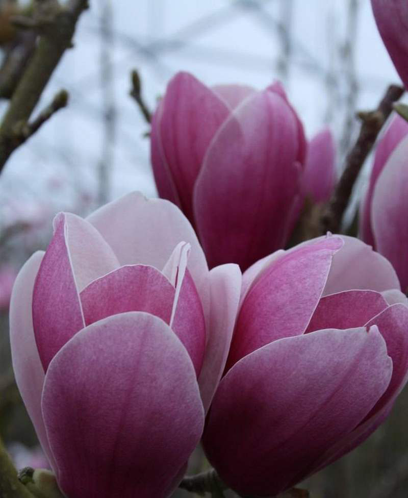 Magnolia soulangeana Satisfaction Магнолія - Magnolia Soulangeana Satisfaction
