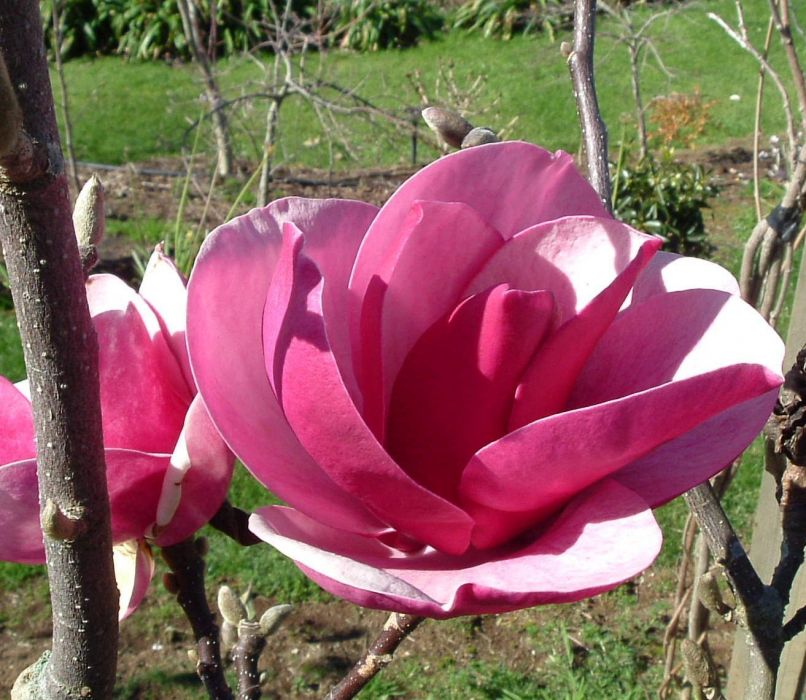 Magnolia20Cleopatra.jpg