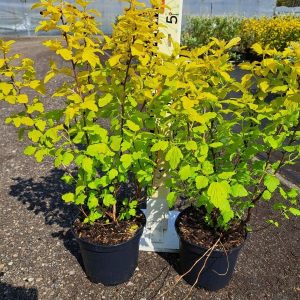 Пухироплідник - Physocarpus opulifolius Dart`s Gold