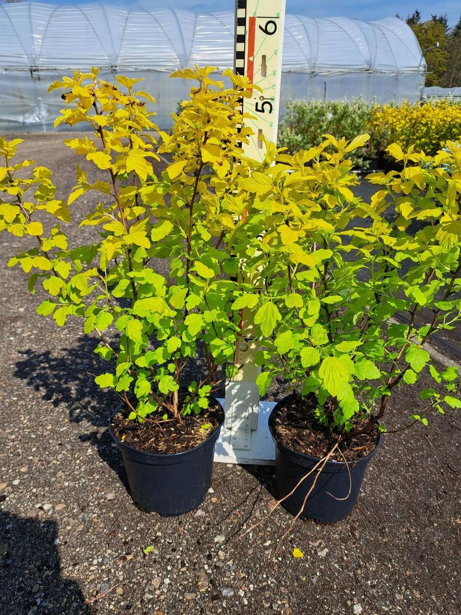 Physocarpus opulifolius Dart`s Gold Пухироплідник - Physocarpus opulifolius Dart`s Gold