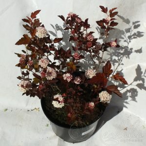 Пухиропліднк - Physocarpus opulifolius Diabolo