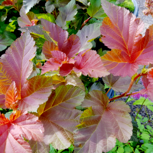 Пухироплідник - Physocarpus opulifolius Jubile