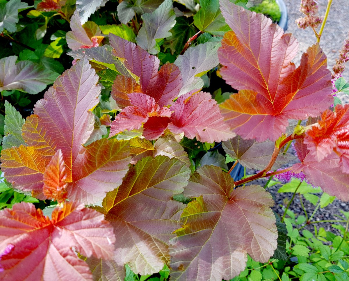 Physocarpus opulifolius Jubile Пухироплідник - Physocarpus opulifolius Jubile