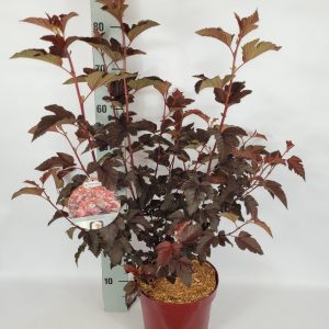 Пухироплідник - Physocarpus opulifolius Lady in Red