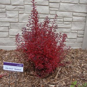 Пухироплідник - Physocarpus opulifolius Little Jevel