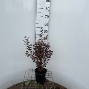 Пухироплідник - Physocarpus opulifolius Little Joker