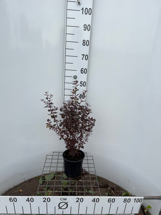 Physocarpus opulifolius Little Joker 2 Пухироплідник - Physocarpus opulifolius Little Joker