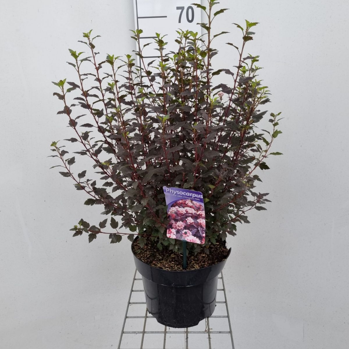 Physocarpus opulifolius Little Joker Пухироплідник - Physocarpus opulifolius Little Joker
