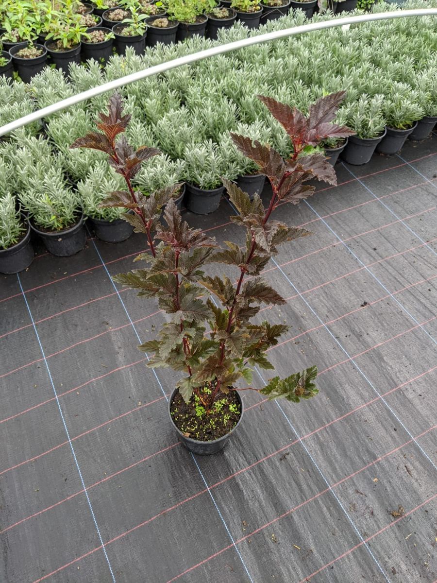 Physocarpus opulifolius Red Baron Пухироплідник - Physocarpus opulifolius Red Baron Pa