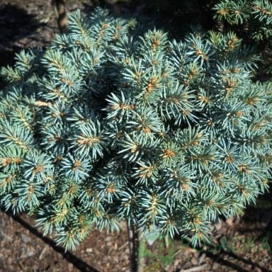 Picea Blue Perl Pa 2