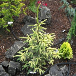 Ялина маріана – Picea Mariana Aureoveriegata