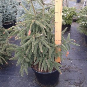 Ялина звичайна - Picea abies Acrocona