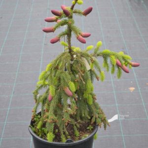 Ялина звичайна - Picea abies Acrocona