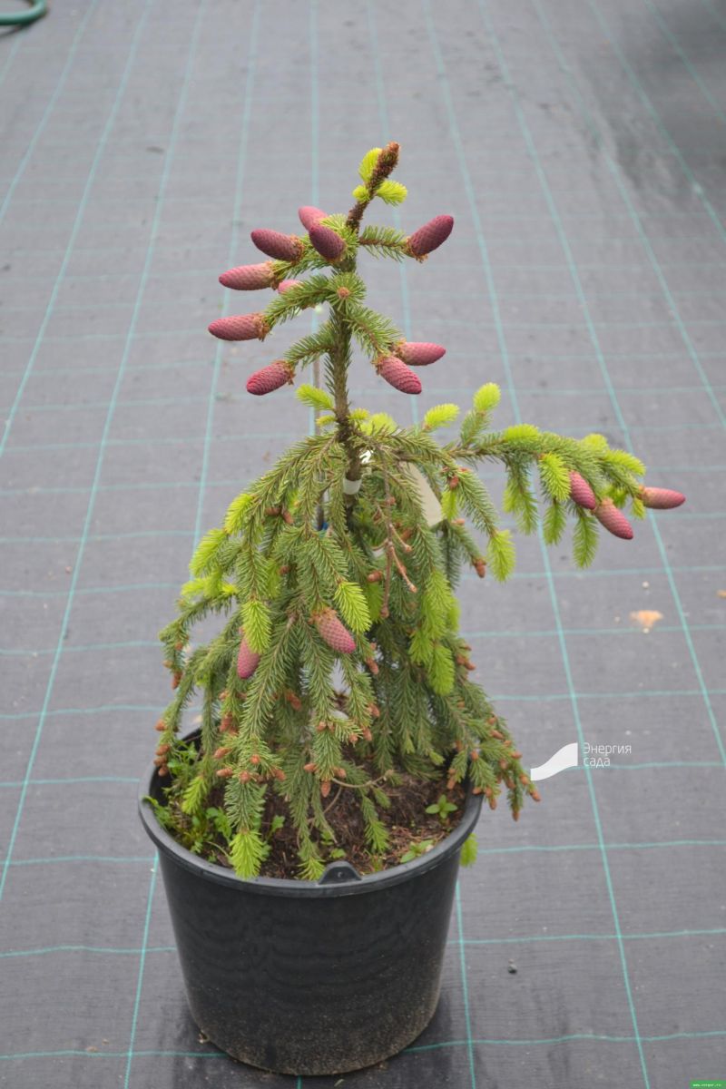 Picea abies Acrocona C7.5 Ялина звичайна - Picea abies Acrocona
