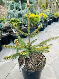 Ялина звичайна - Picea abies Acrocona Golden