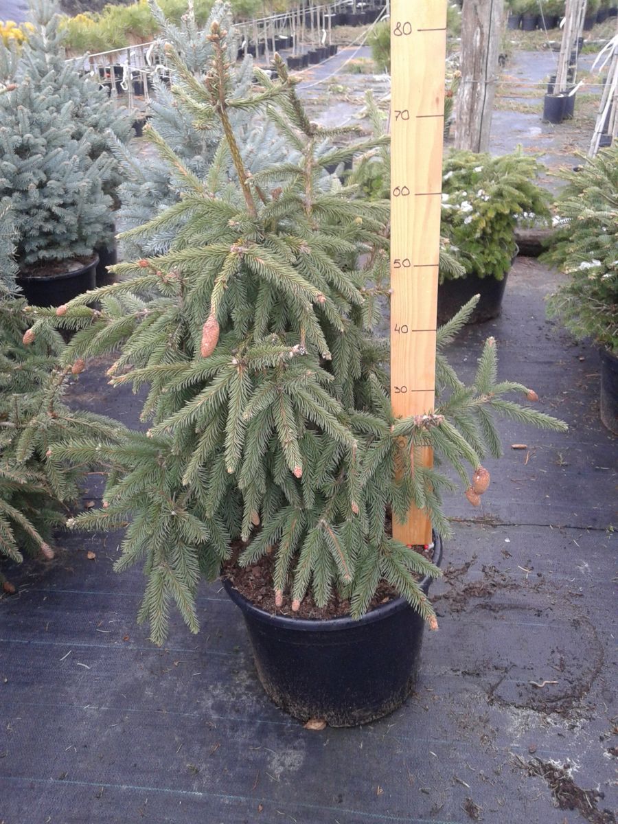 Picea abies Acrocona Ялина звичайна - Picea abies Acrocona