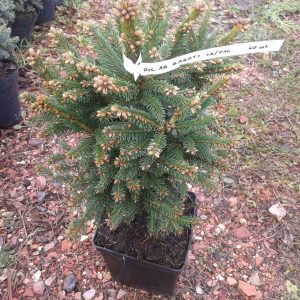 Picea abies Barryi
