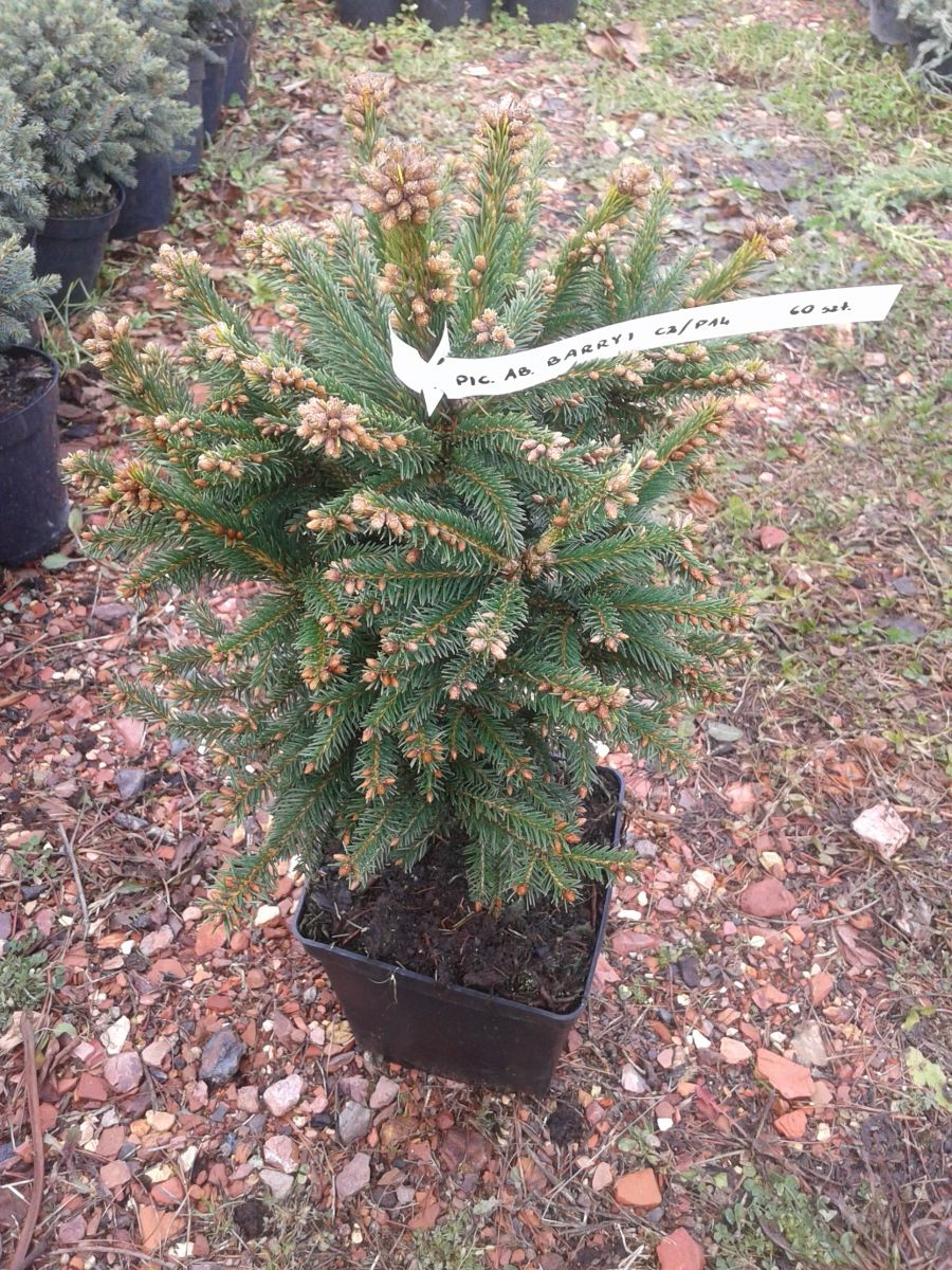 Picea abies Barryi Picea abies Barryi